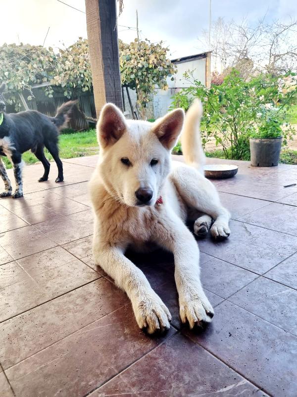 ✨ ❤️Hiro Splendido Cagnolone Cerca Famiglia 🏠✨ 
